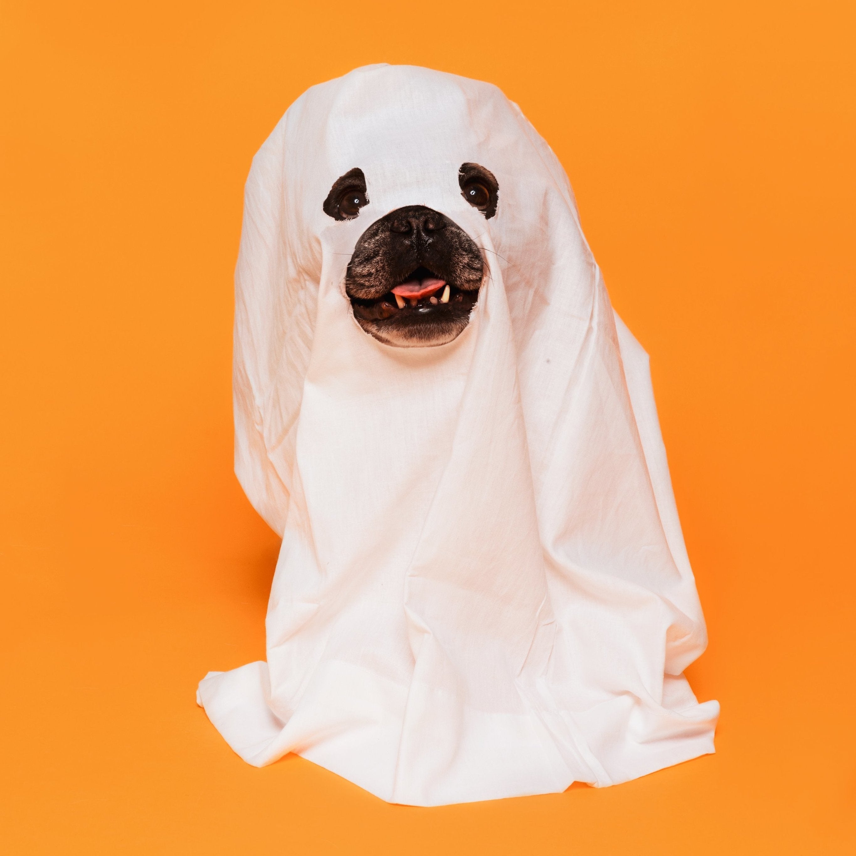 The Scary Truth About Kibble